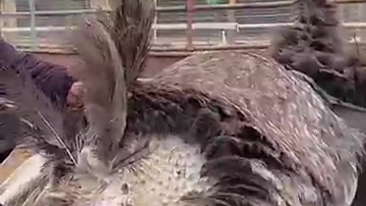 Shorts ostrich