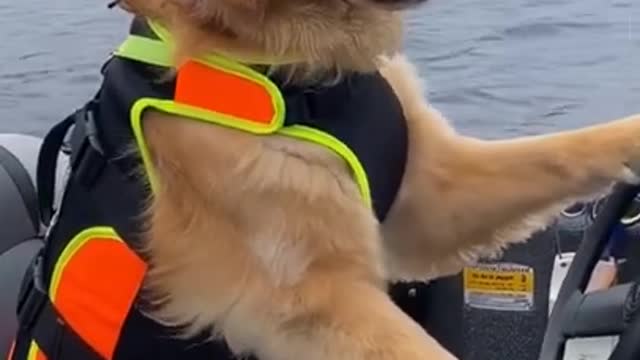 Cute dog driving a yacht