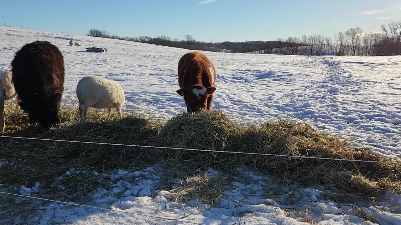 Management Mistakes, Snow, Mental Toughness & The Same Old Chores.