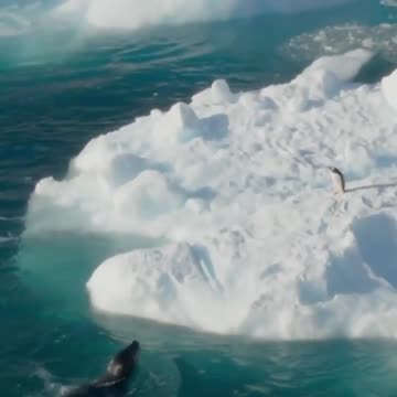 Seal vs Penguin | BBC Earth