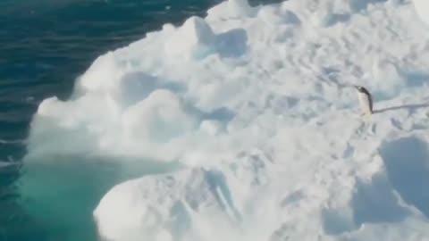 Seal vs Penguin | BBC Earth