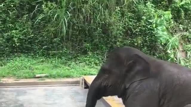 The naughty baby elephant bullied the breeder