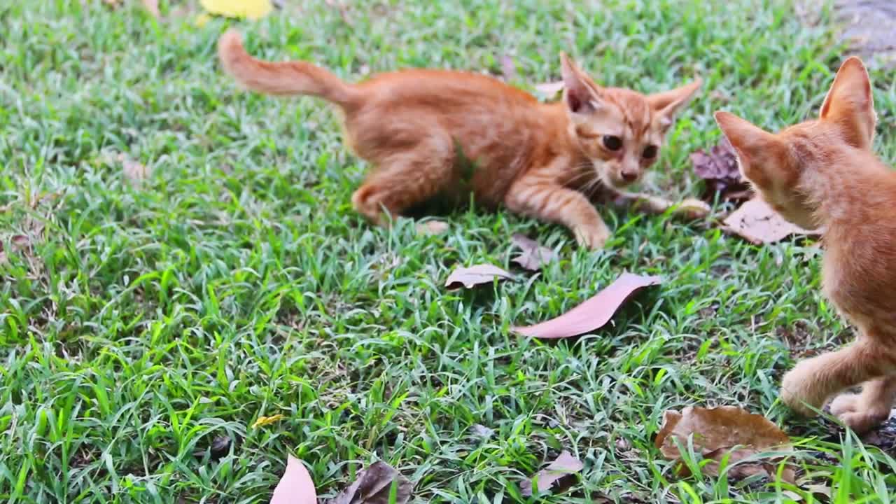 Two young cats playing in the garden.