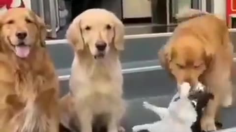 Unbelievable Video of Cat and Dog Friendship - you won't believe what happens Next !