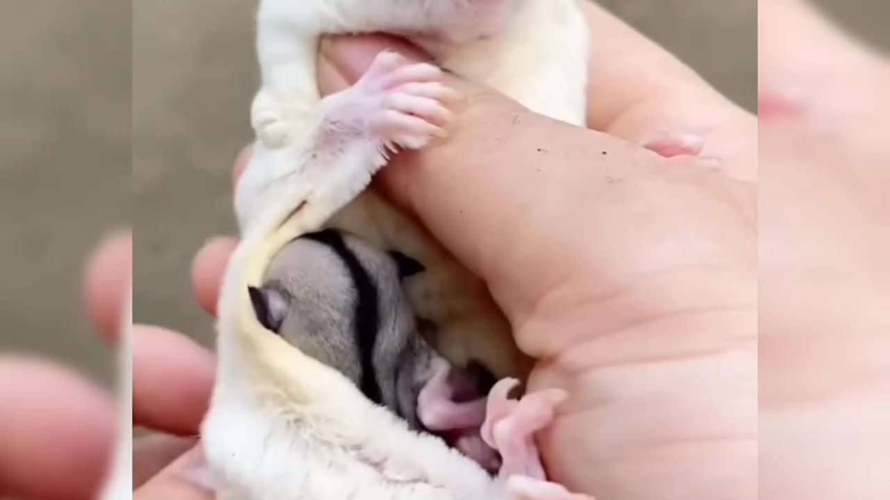 Ever seen sugar babies in mother's pouch#short #sugarglider