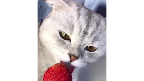 The cat vs. fruits challenge!!