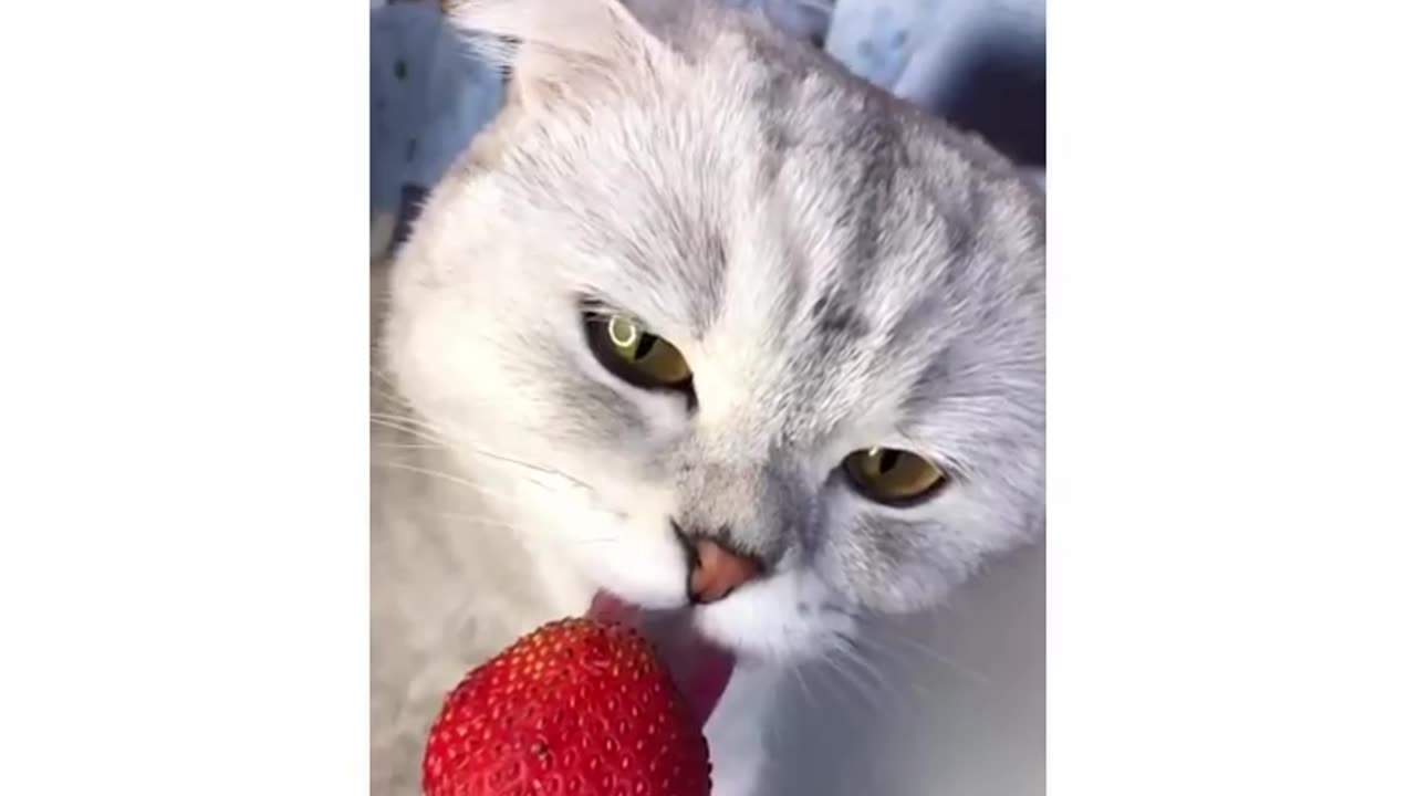 The cat vs. fruits challenge!!