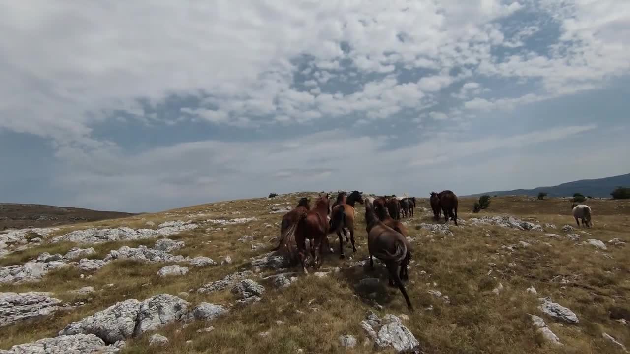 Aerial fpv drone shot of a herd of wild horses running on a green spring field at the sunset