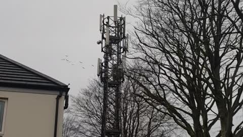 5G masts Foxten Wood Ballymena 2