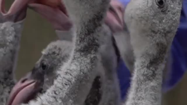 It's not a duck. It's a baby flamingo