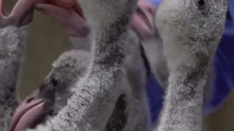 It's not a duck. It's a baby flamingo