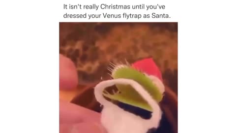 Santa Trap: When Venus Flytraps Celebrate Christmas!