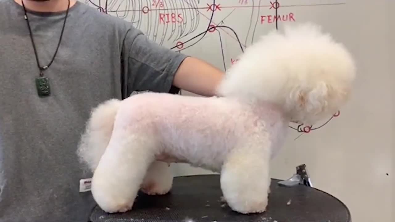 Bichon Frise Grooming - Chubby Bichon Frise Dog - Puppy Groomy