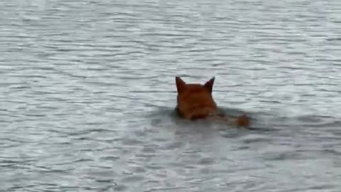 Dog Joins Flock of Geese. Swims Halfway Across the Lake