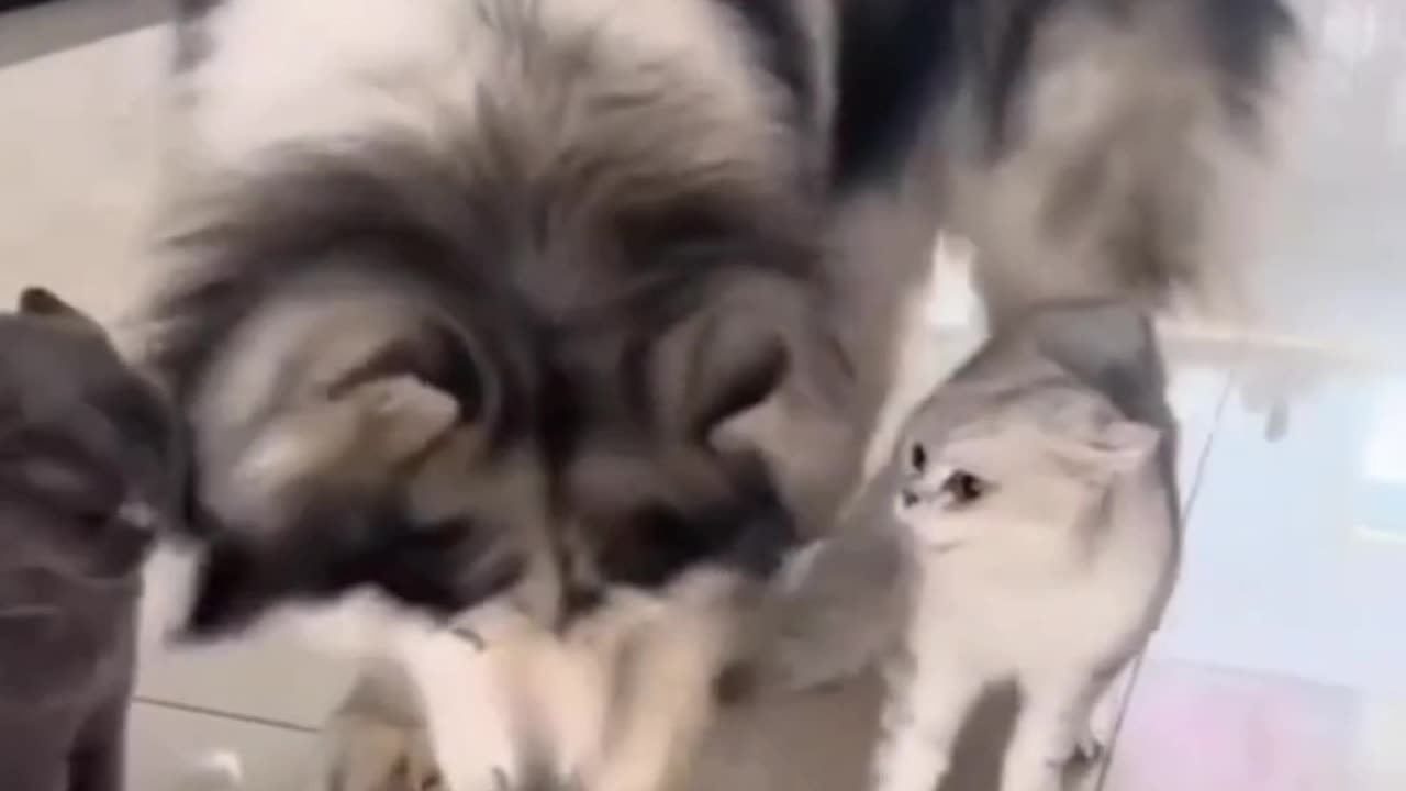 Cute cats fighting