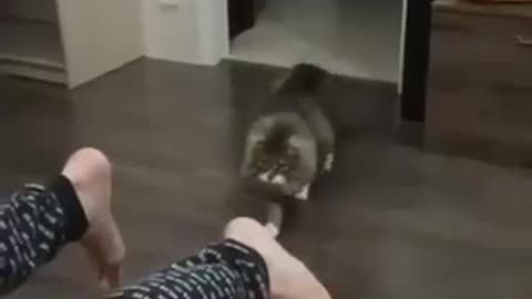 Funny animal
