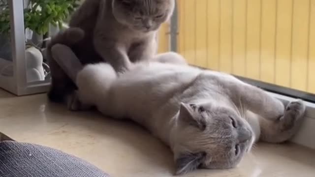 Enjoy massaging