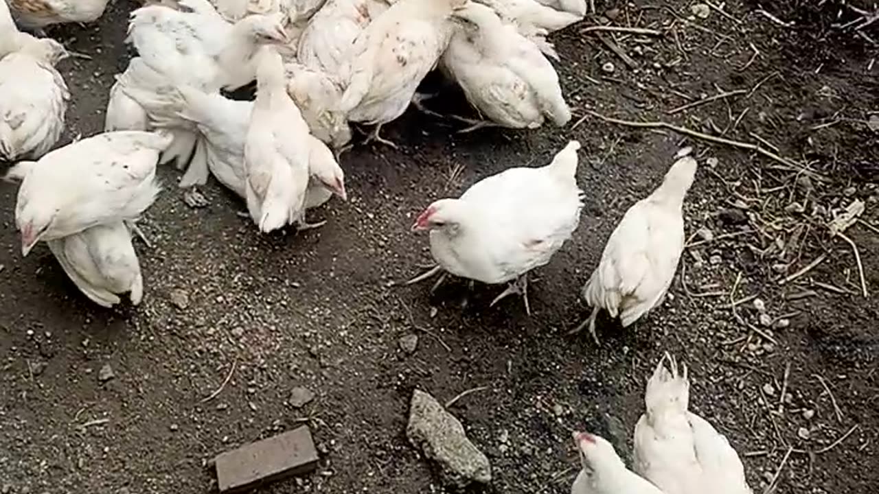 Free range poultry