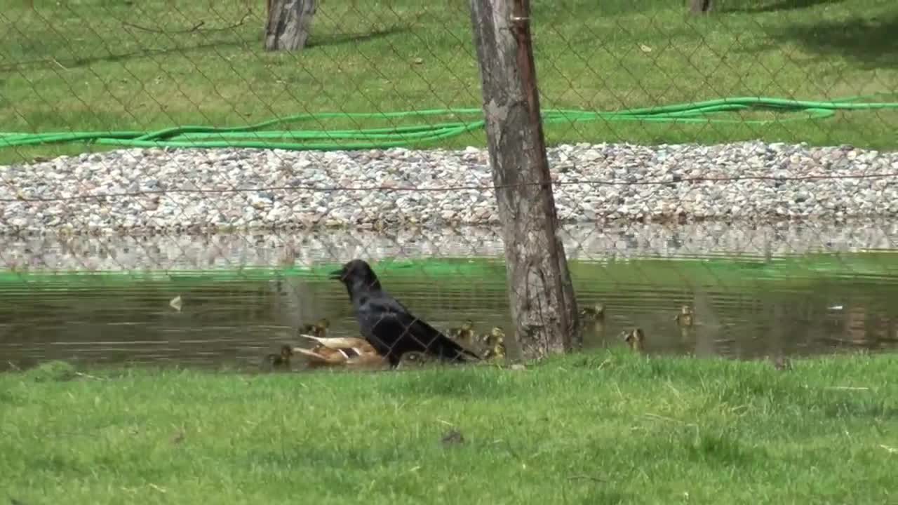 Ente führt ihre Küken aus