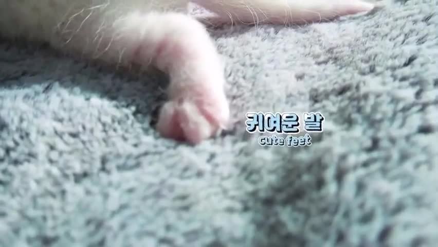 레오와 크림이의 아기가 태어났어요! 이름은 무엇일까요~!#cat