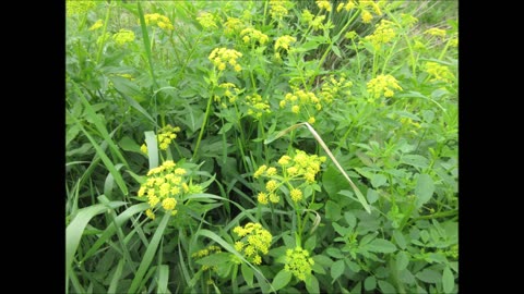 Brilliant Golden Umbels Golden Alexanders June 2022