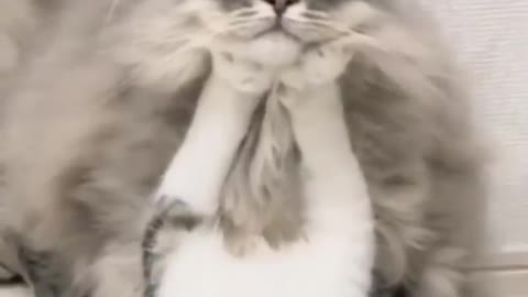 AWW Top Funny Cats And Dogs Videos