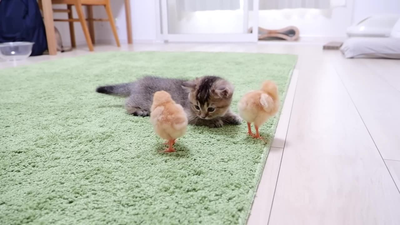 Cute Little Chicken vs Funny Kittens Video's | Cute Cats Videos