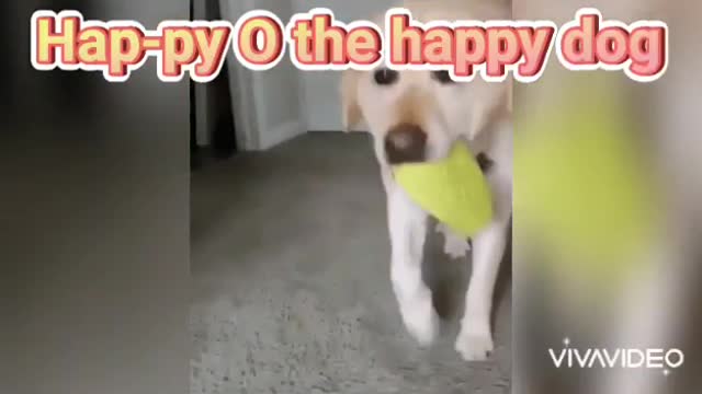 Happy happy guy - Happy happy dog 🐶🧡 song - Tiktok Trends