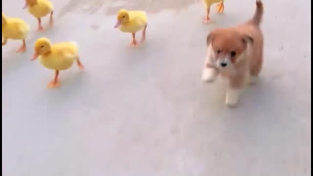 house pet Cute puppy races with ducks