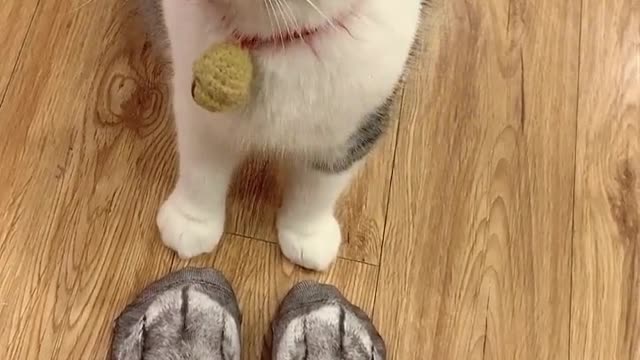 Confused kitty!