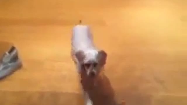 Cute confused dog