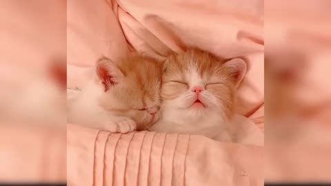 Baby Cats: A Collection of Cute and Funny Cat Videos