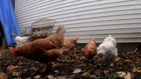 Relax. Sound of Falling Snow as chickens feed.