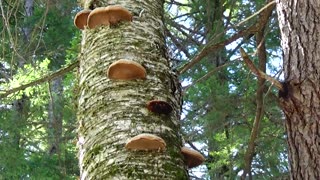 Mushrooms