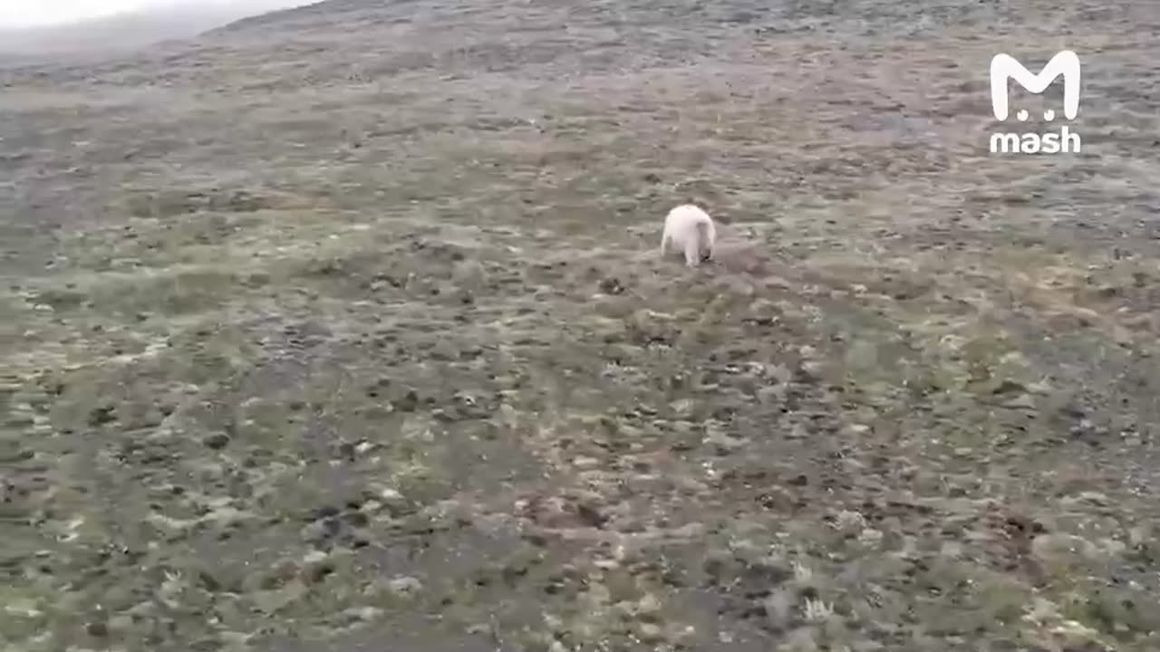 Polar bear intruding on village residents