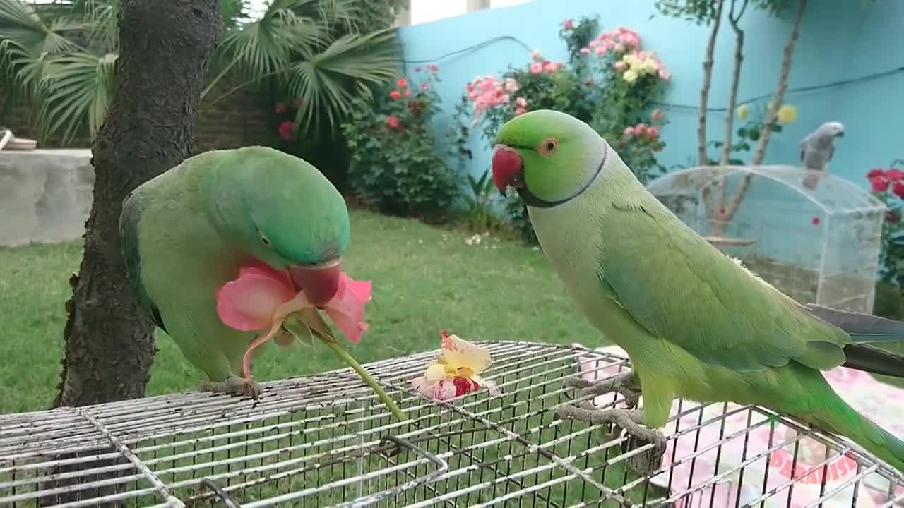 Amazing Parrot Videop6