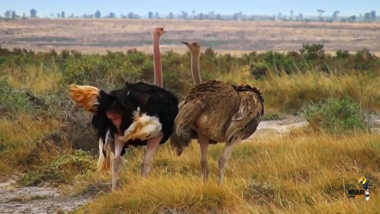 Sky Hunter - हिन्दी डॉक्यूमेंट्री | Wildlife documentary in Hindi