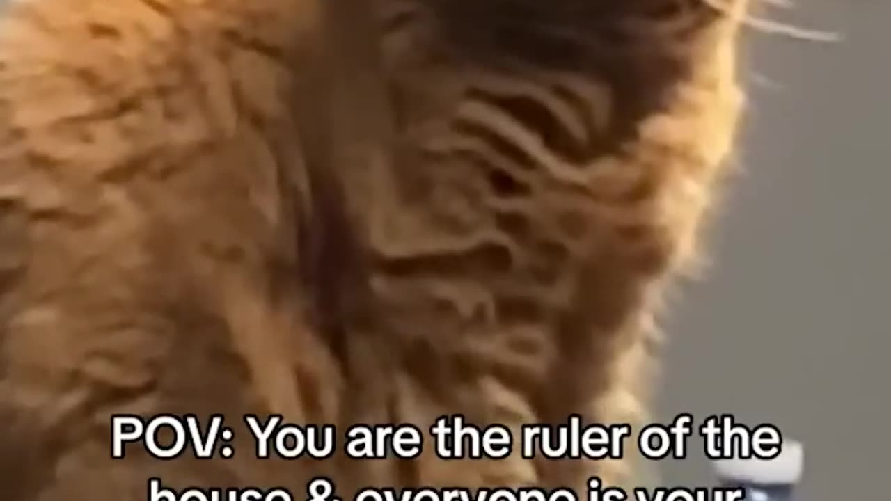 Funny animals - Funny cats / dogs - Funny animal videos 2023 - Part 6/Haypyy Pett