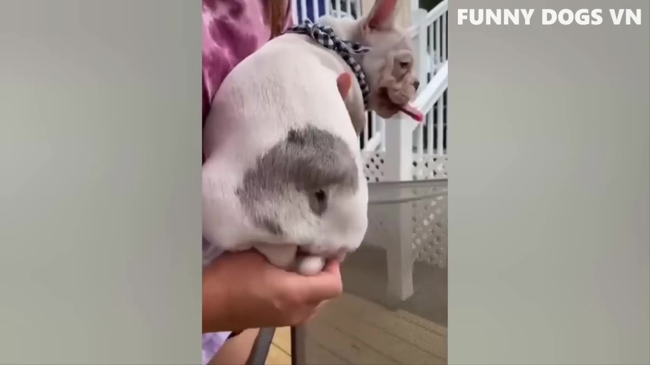 funniest dogs and cute gats funniest animals vedeos