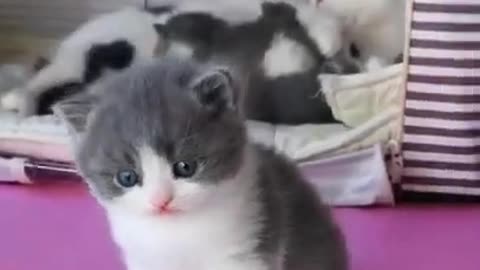 Cute Funny And baby Cat Videos #Shorts Video