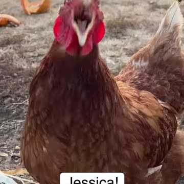 Jessica where are you!