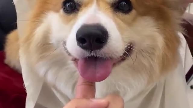 So so much cute i like dogs