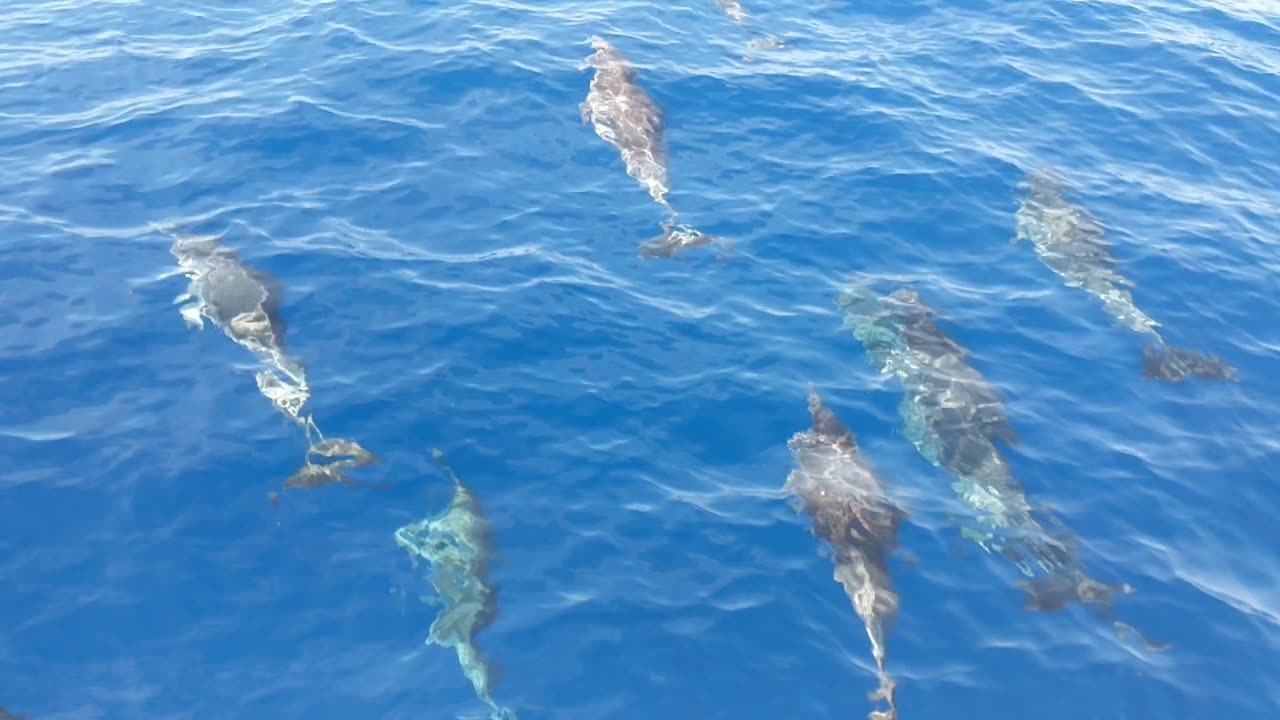 Dolphins in the Atlantic Ocean