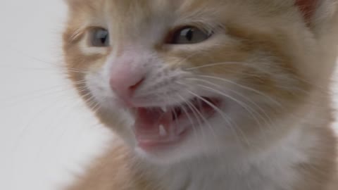 Cute Kitten on White Background - Extreme close up meow