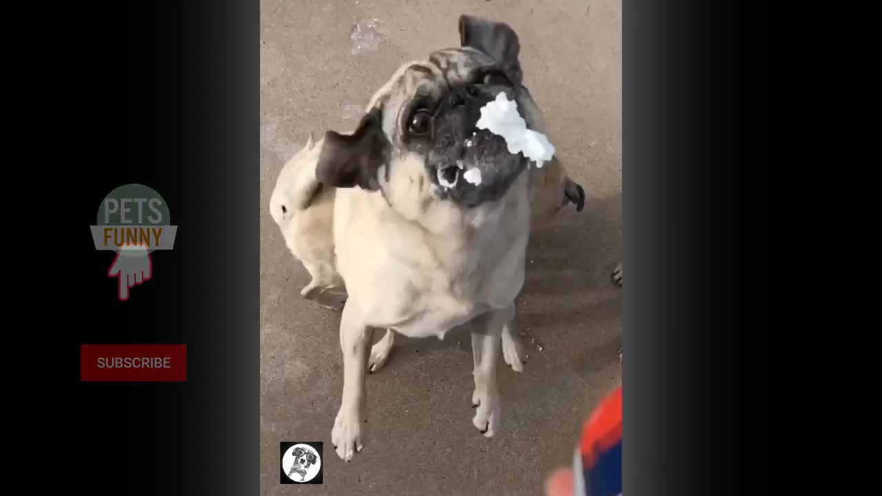 Pug Funny Moments