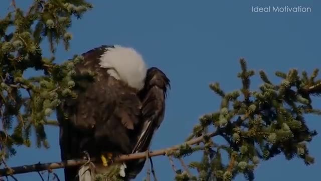 The Eagle mentality best motivational speech