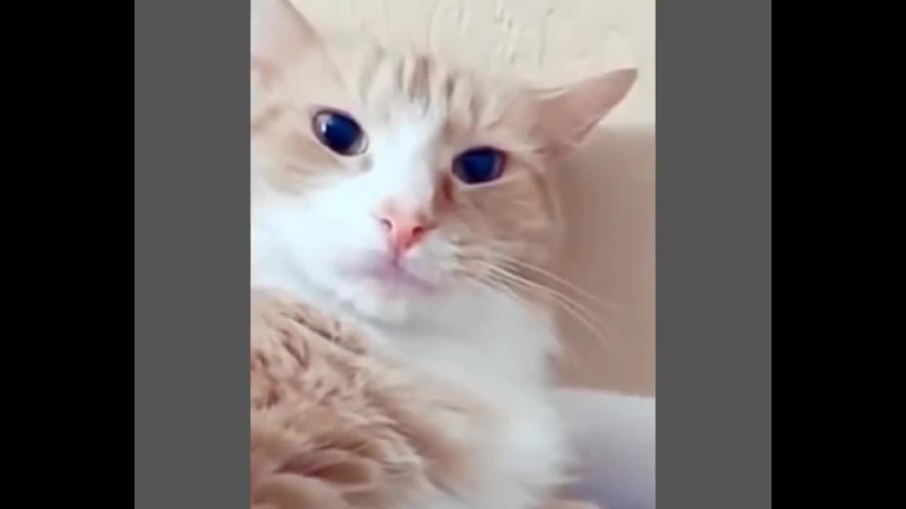 10 Minutes of Funny Cat Behavior Videos Make Laughing Laughing