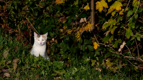Cat Domestic Cat Cute