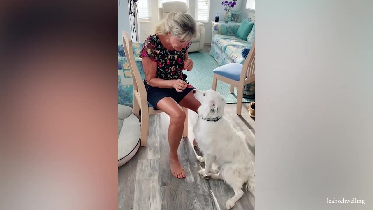 Giant dog just wants to be a baby FUNNIEST Dog and Human Of Week