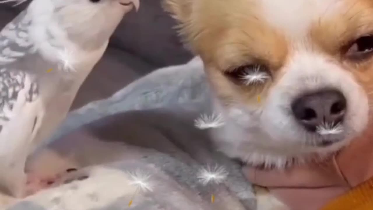 short baby dog || Perot sweet voice videos || viral video || animals videos